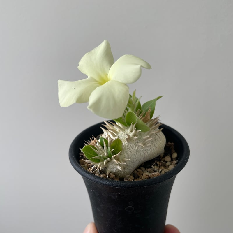 新着】Pachypodium brevicaule var.leucoxanthum【レアな