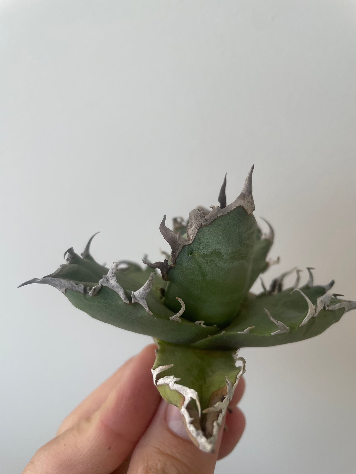 新着】Agave titanota Hades 1【台湾・TONYトニー】アガべ