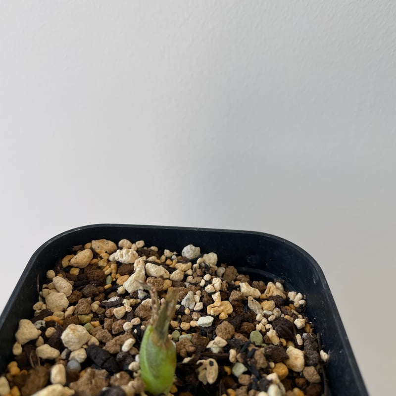 新着】Agave titanota スーパーボウル【インドネシア産・発根 新着】Agave titanota スーパーボウル【インドネシア産・発根