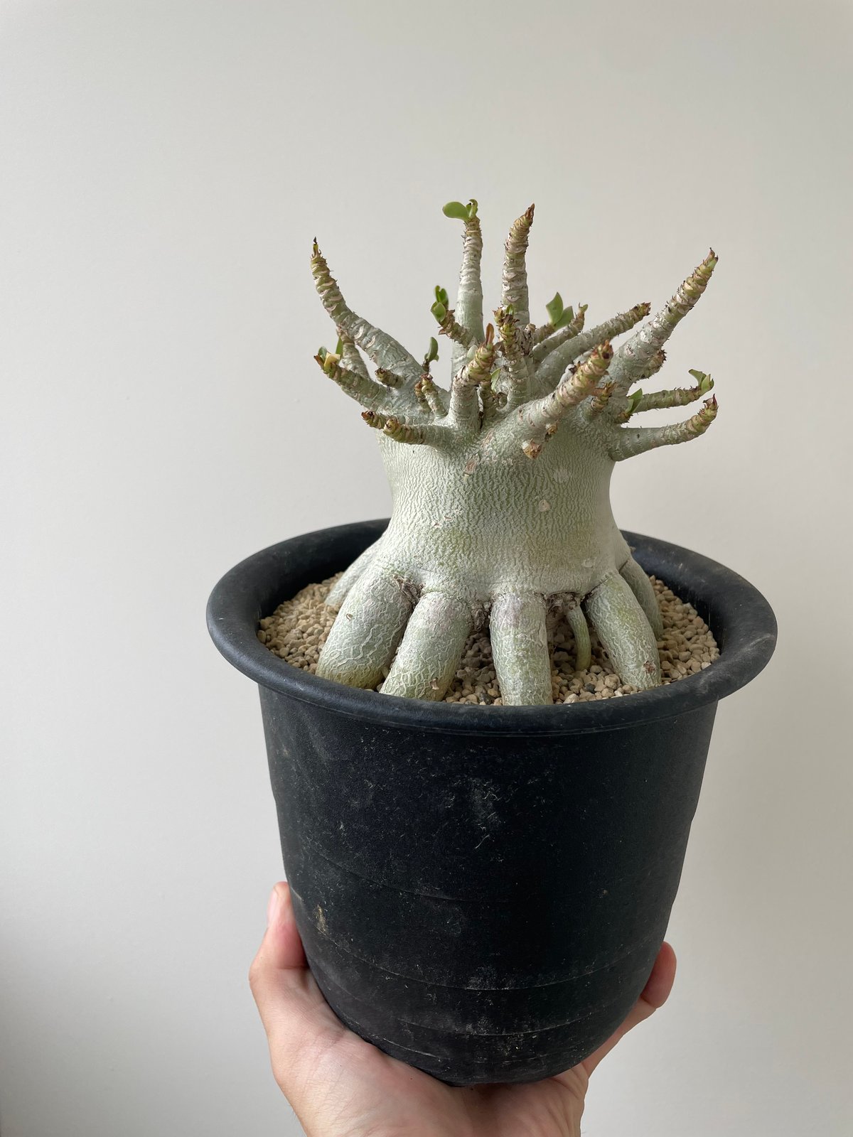 激レア/超極太/ドワーフ/塊根】アデニウム アラビカム V2ハック ①