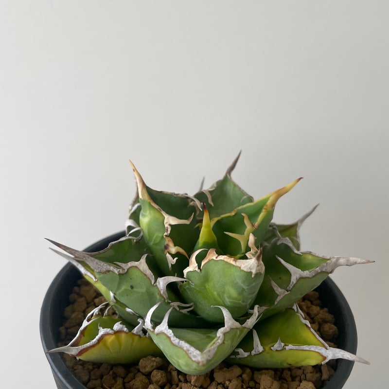 新着】Agave titanota WTC 2020-7【新潟産アガベ の最高峰】N PLA