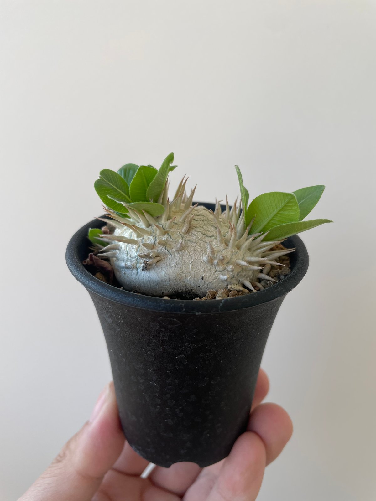 新着】Pachypodium brevicaule 2 恵比寿笑い 【黄色花が可愛い扁平な塊