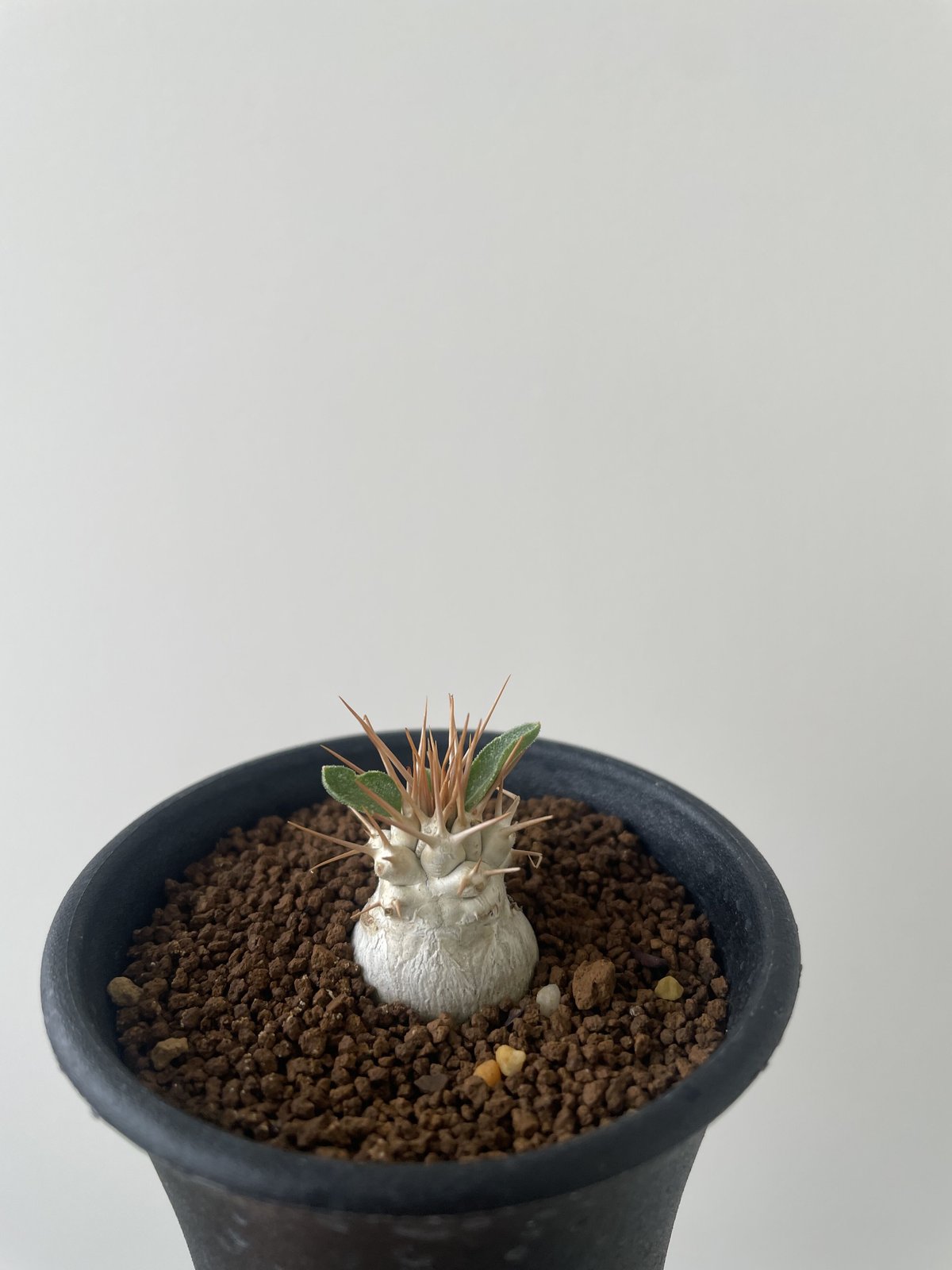 新着】Pachypodium namaquanum【初入荷・冬型の激レア品種