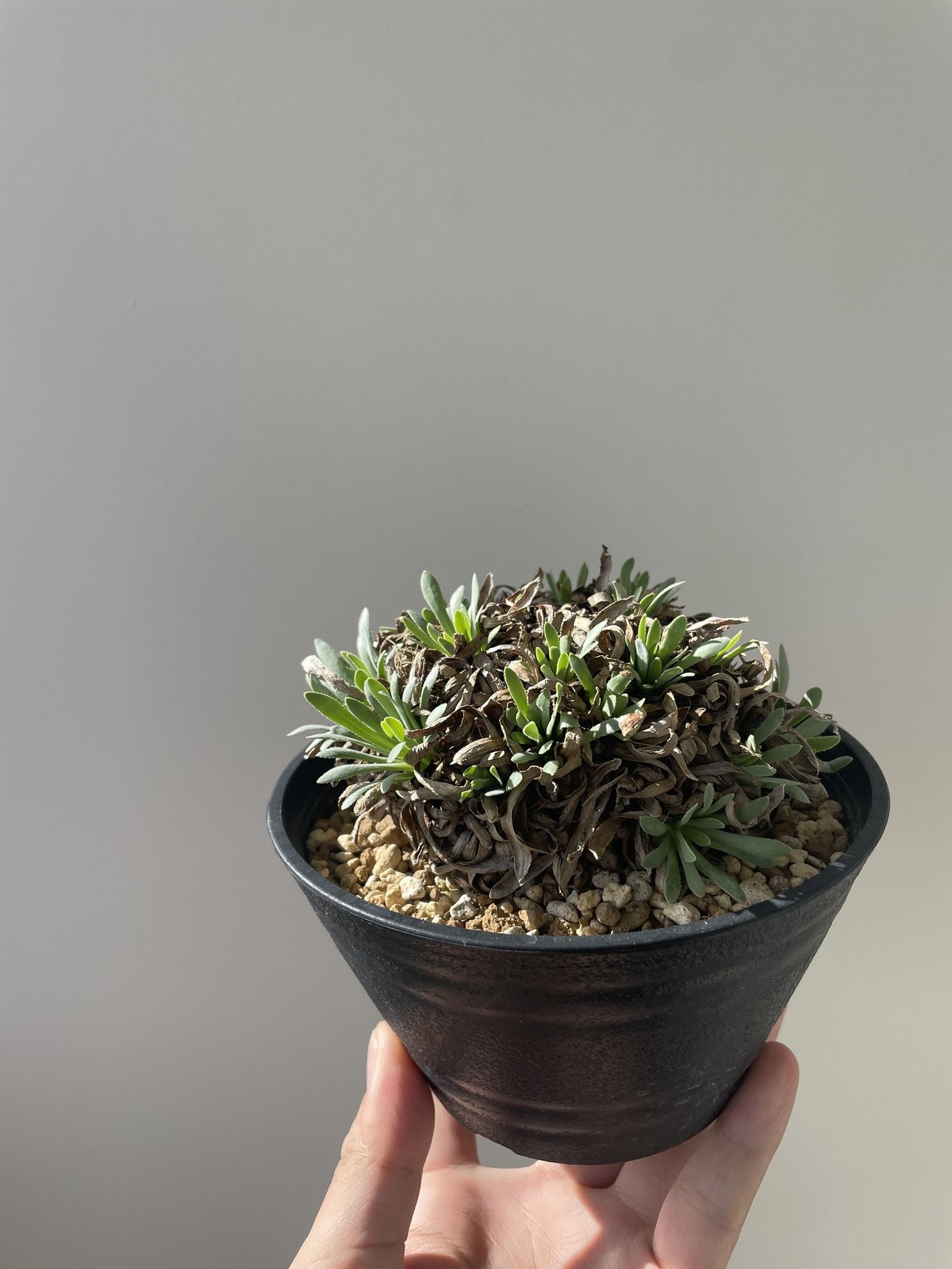 ユーフォルビア　オトンナ　レトロルサ　大株 ユーフォルビア オトンナ レトロルサ 大株 【公式通販】