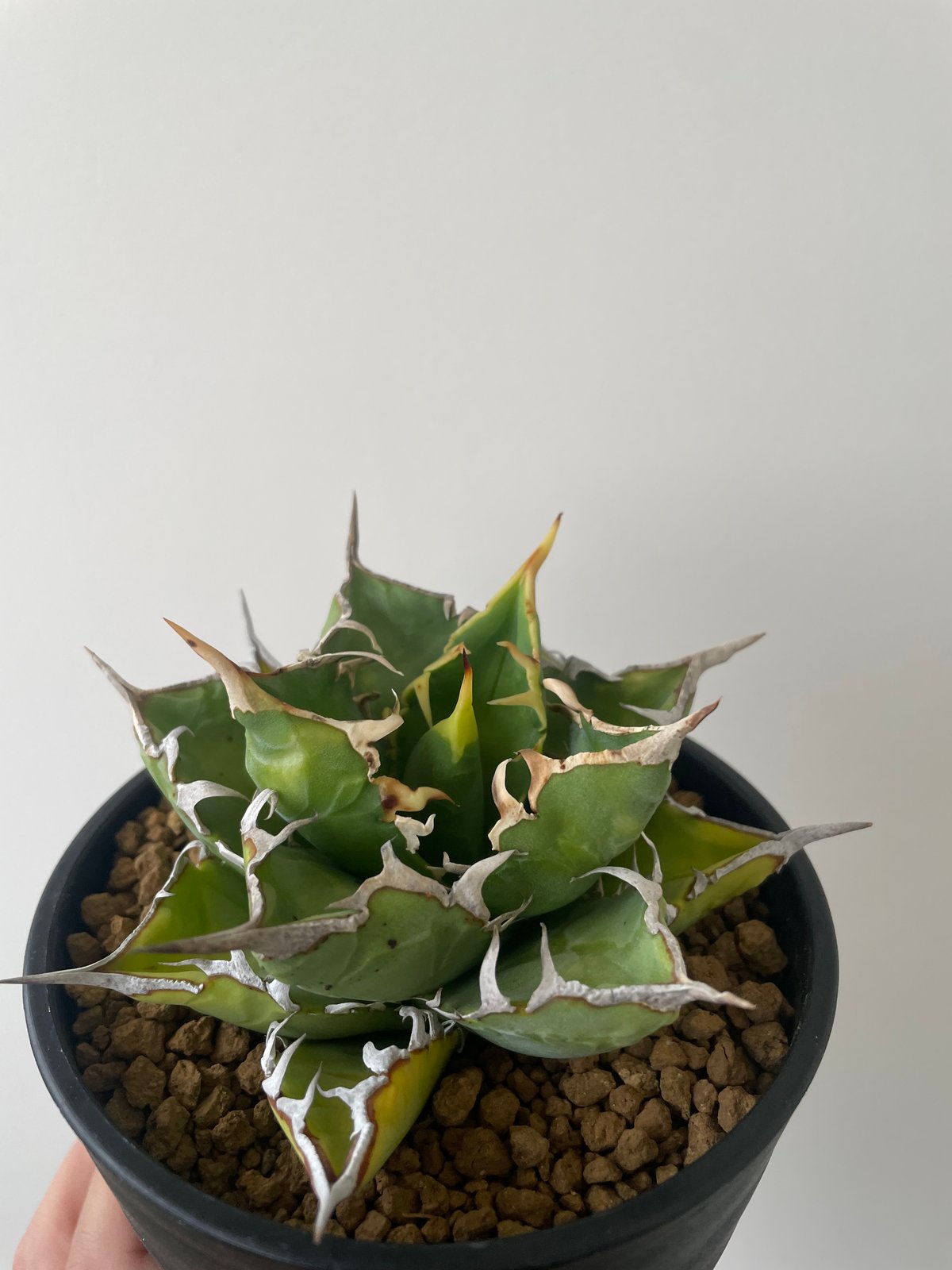 新着】Agave titanota WTC 2020-7【新潟産アガベ の最高峰】N PLA