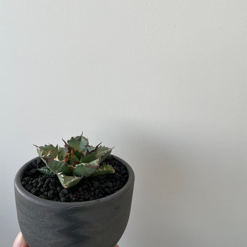新着】Agave titanota 姫厳竜 × VALIEM BITTER【葉も厚くムチムチ