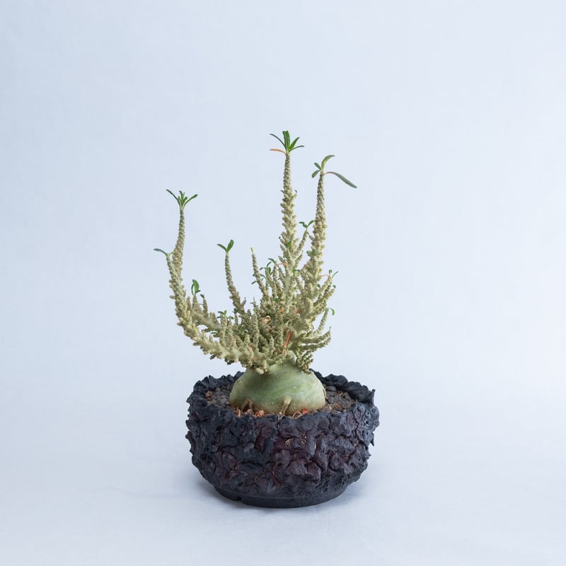 極上品】Dorstenia gigas f. bullata【ギガスの最高峰 極上品】Dorstenia gigas f. bullata【ギガスの最高峰