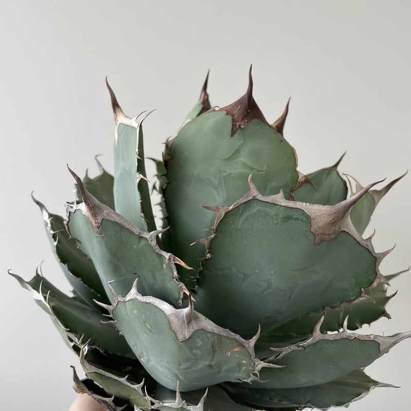 Agave titanota 'Panda' 熊猫 1 【大株でしっかりカッコ良い】アガベ ...