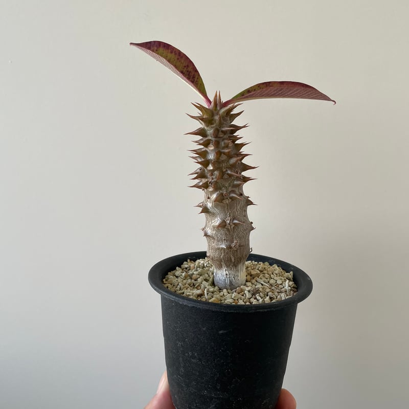 パキポディウムバロニー 国内実生