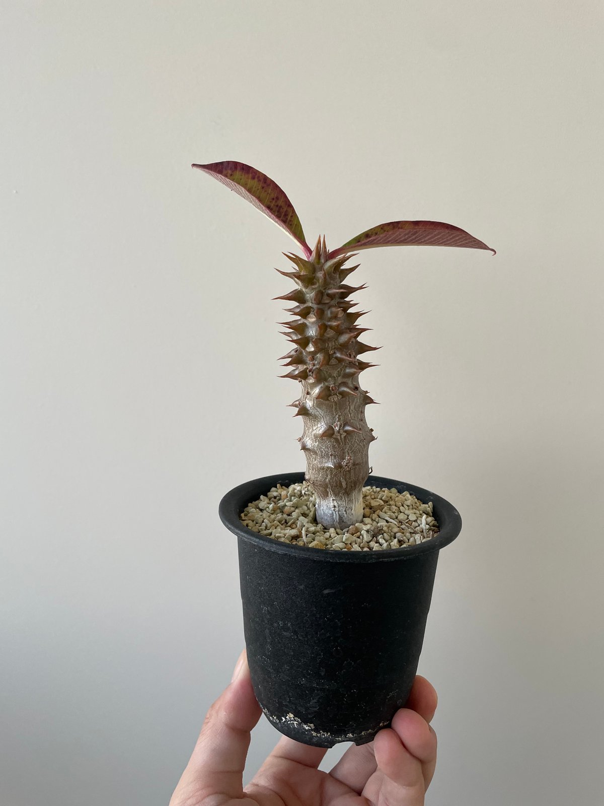 パキポディウム バロニー(P. baronii)実生 つれなかっ パキポディウム バロニー(P. baronii)実生 つれなかっ