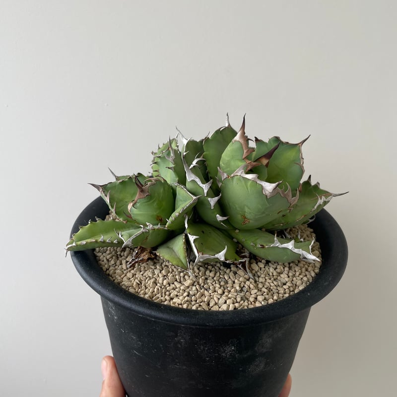 新着】Agave titanota triple head【極上品の大株】 アガベ チタノタ