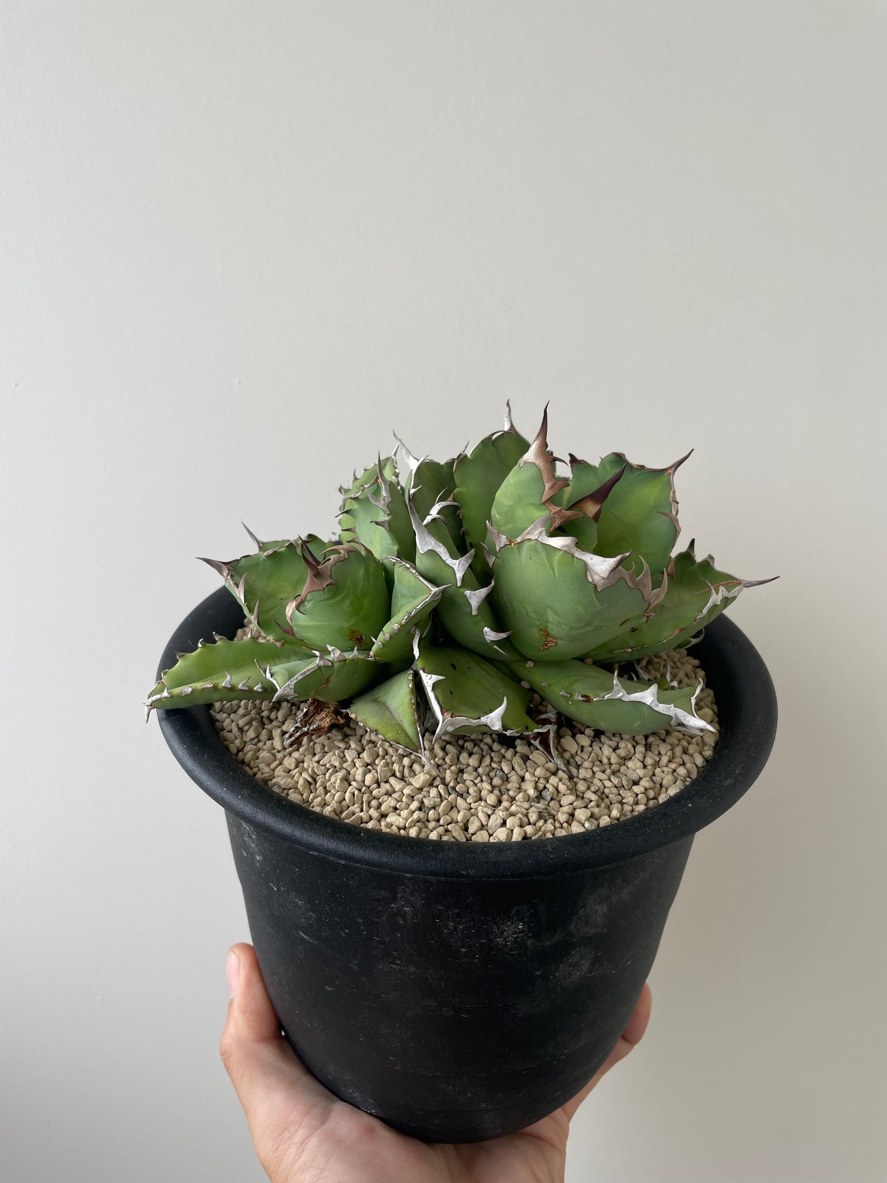 新着】Agave titanota triple head【極上品の大株】 アガベ チタノタ