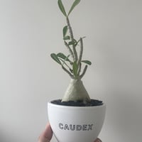 【新着】Adenium arabicum × CAUDEX鉢【コスパ良しの選抜株】アデニウム アラビカム