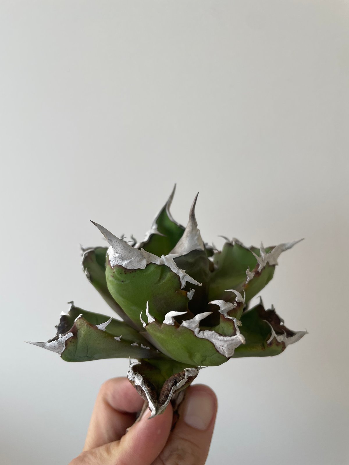 新着】Agave titanota whitefire 2【台湾・TONYトニー】アガべ チ