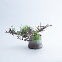 特大】Commiphora Eyl【最高の灌木コーデックス】コミフォラ