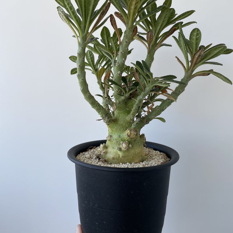 ☆脅威の9センチ・マウンテン塊根☆ 細長く ドルステニア ギガス 作り  