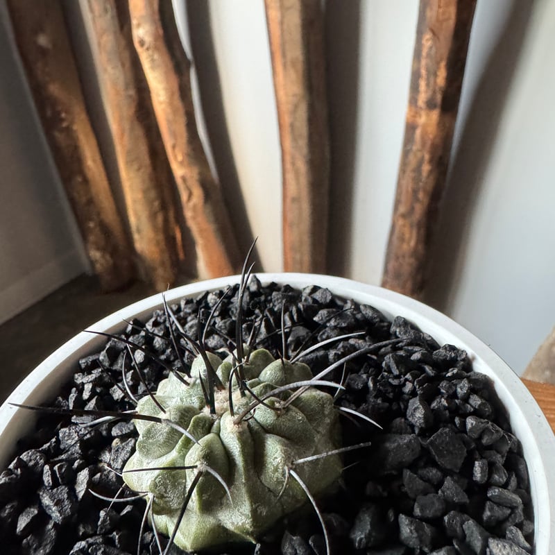 新着】Copiapoa dealbata【俺の黒士冠】コピアポア デアルバータ | 青