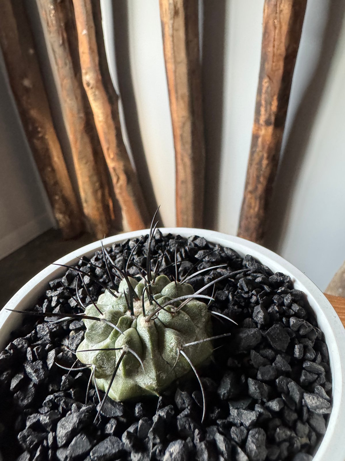 新着】Copiapoa dealbata【俺の黒士冠】コピアポア デアルバータ | 青