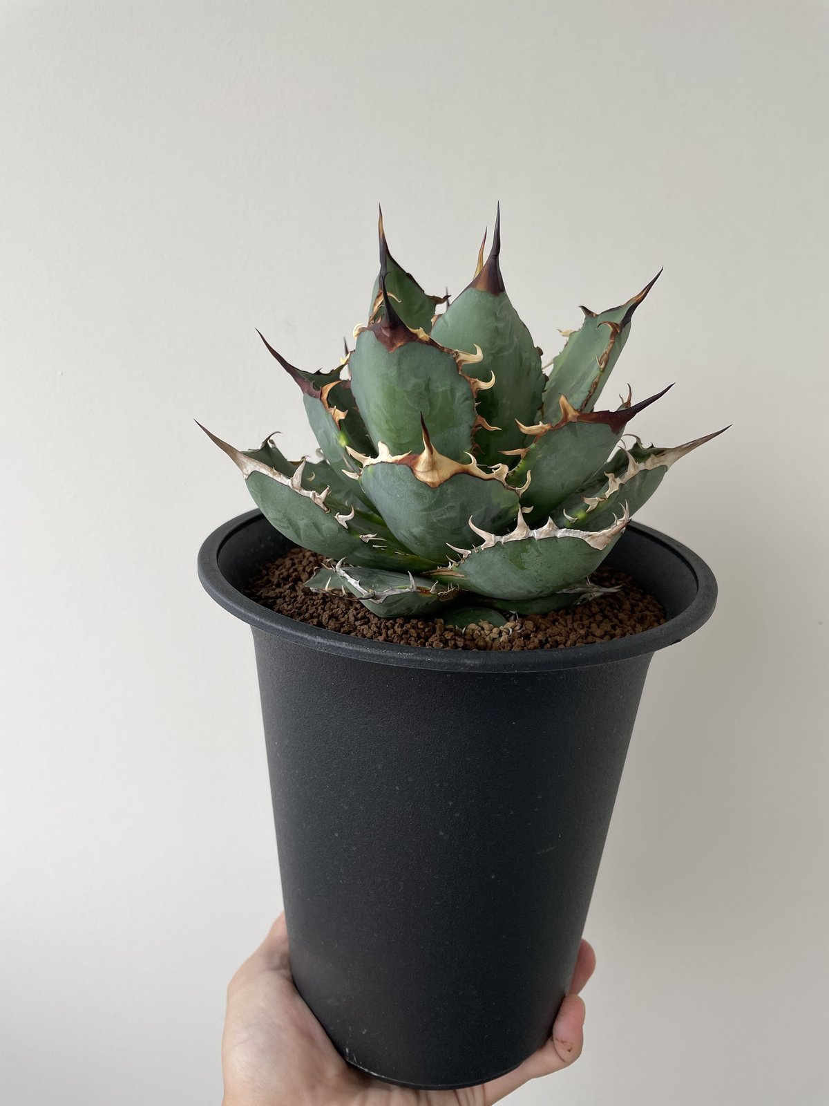 新着】 Agave titanota 覆輪斑【ナンバーワン錦・大株】 | 青坊主-aobou...