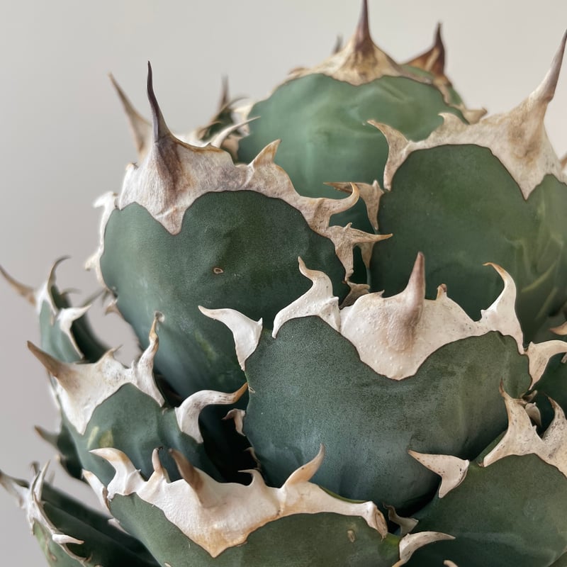 【アガベ_ノーネーム】ボールタイプ_セール品_特選株_9 新着・極上逸品】Agave titanota No name【イタリアからの選抜・ボール