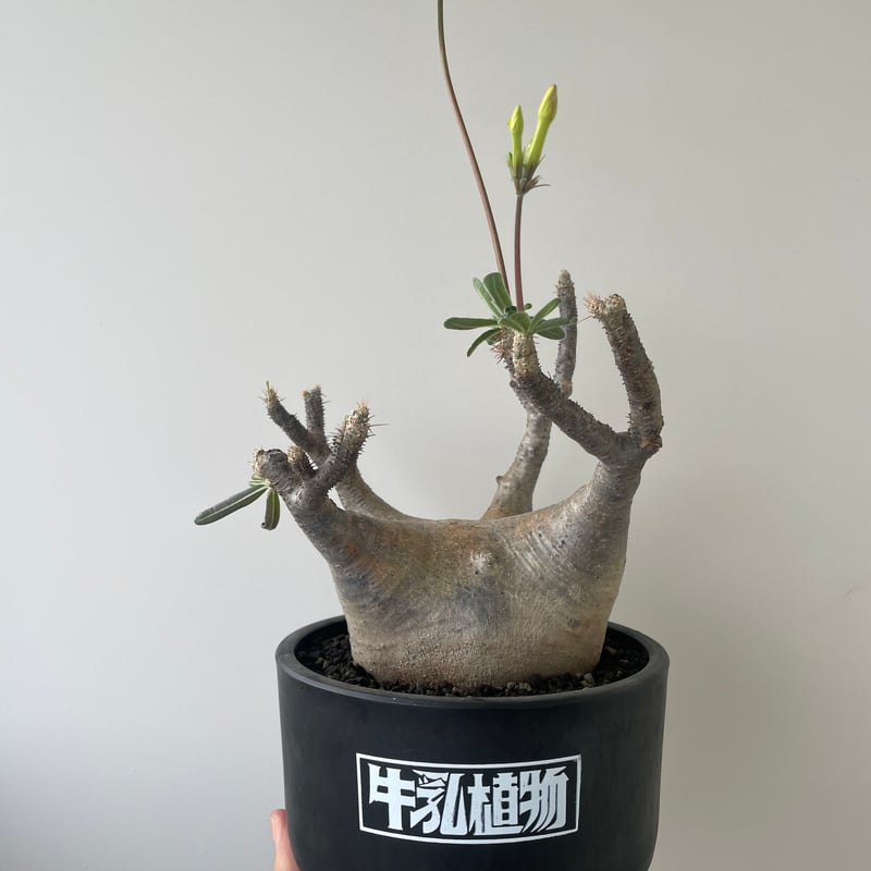新着】Pachypodium Gracilius × 牛乳植物【開花寸前の扁平モンスター