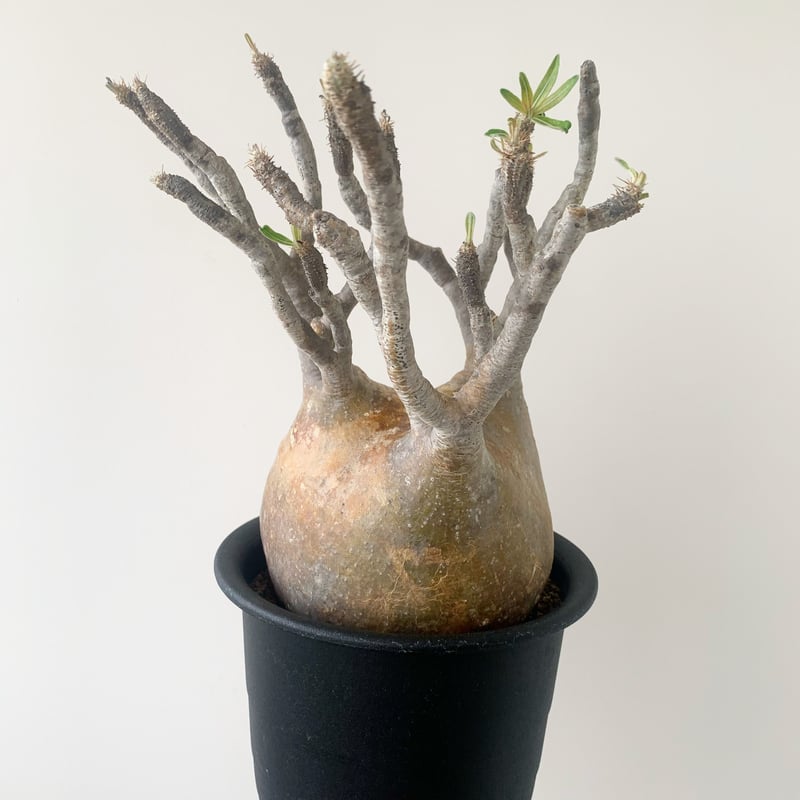 パキポディウム グラキリス 盆栽仕立て 中株 【公式通販】