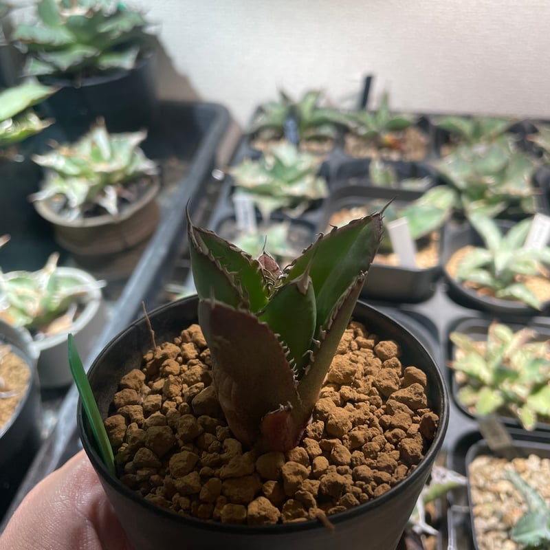 アガベ オテロイ ノーネーム アガベ・チタノタ（ノーネーム）003