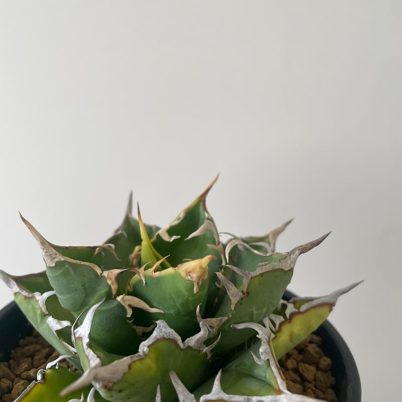 新着】Agave titanota WTC 2020-7【新潟産アガベ の最高峰】N PLA