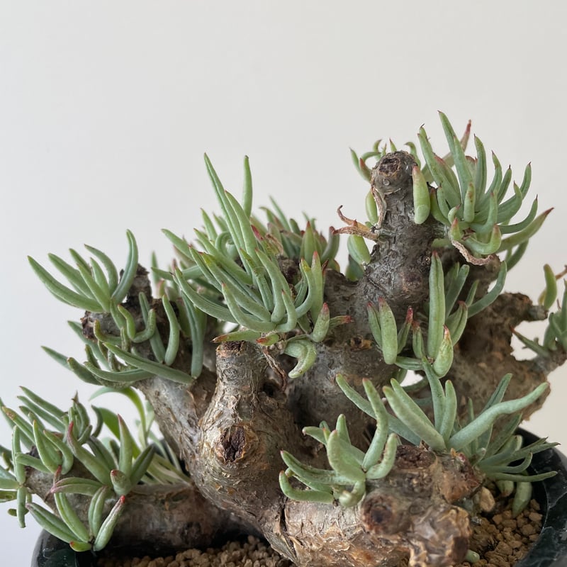 極上逸品】Tylecodon pearsonii【最高な冬型塊根】チレコドン
