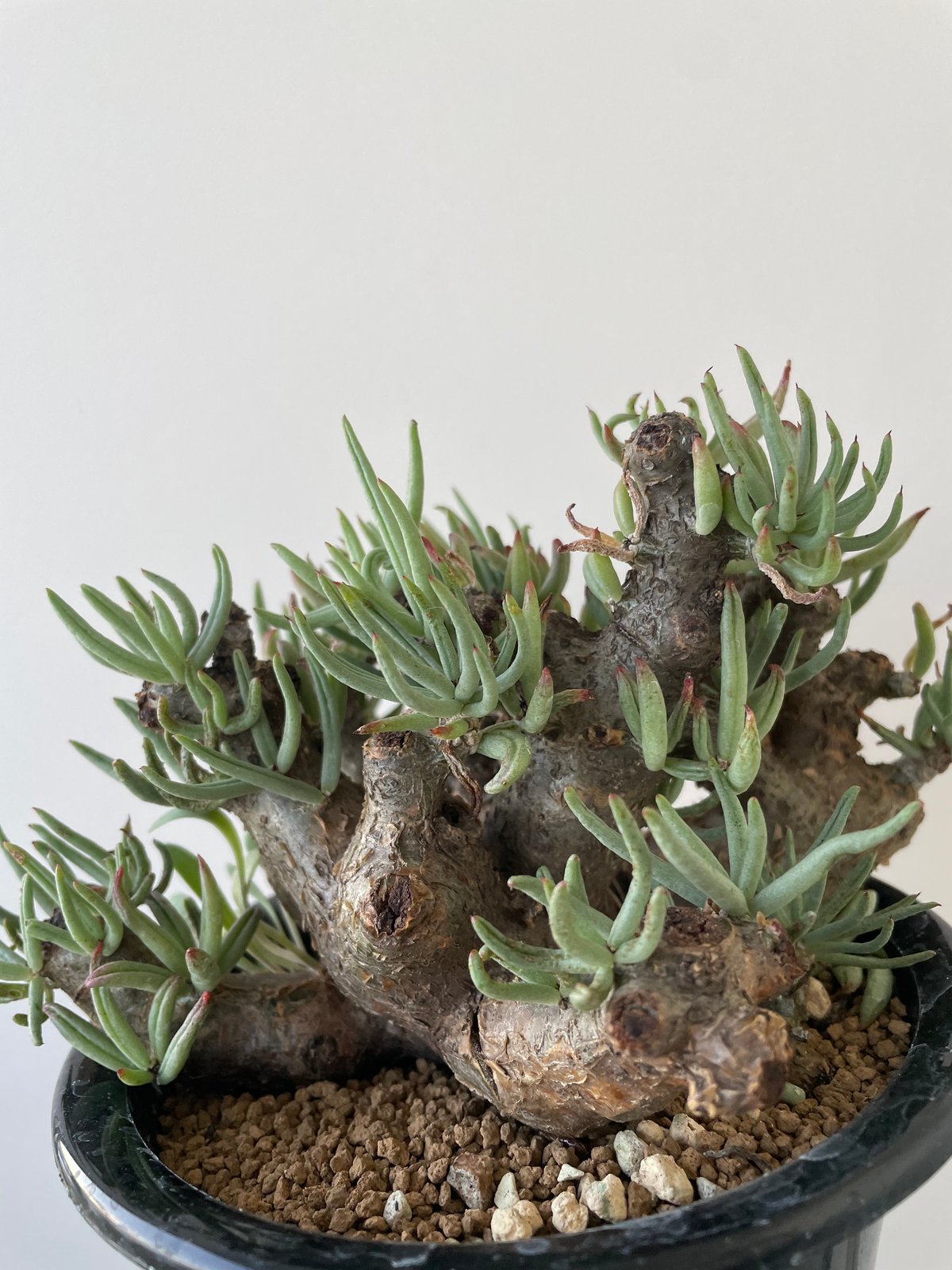 チレコドンペアルソニー　Tylecodon pearsonii Tylecodon pearsonii 【発根済み】〈幹幅5.7cm〉 | QSPLANT