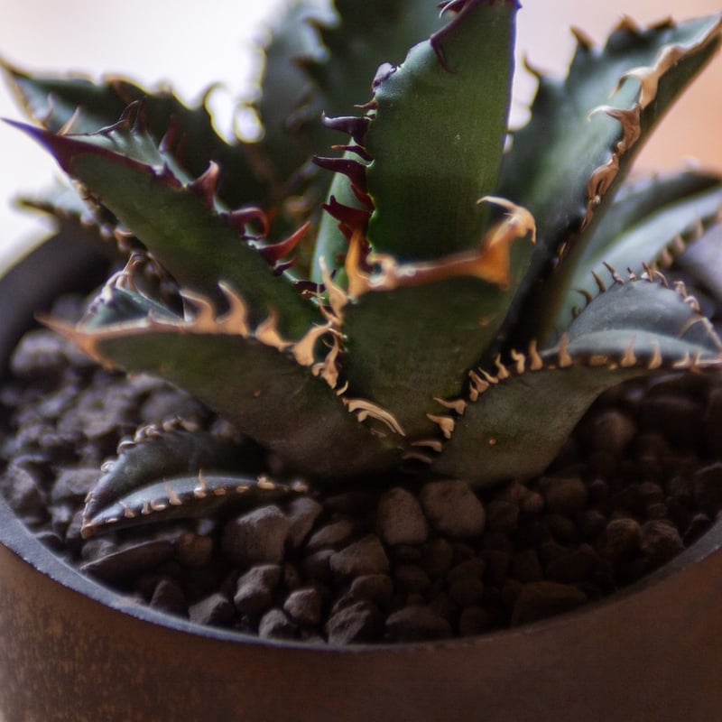 新着】Agave titanota Red Catweezle 1 × VALIEM ACT