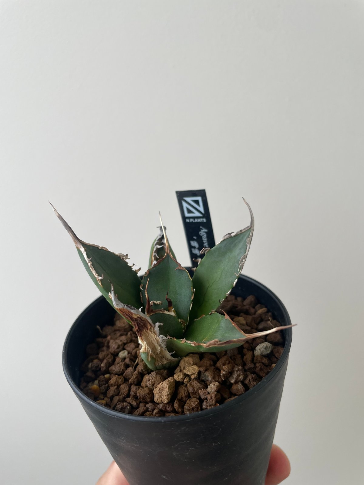 アガベ チタノタ チヂレ/雷雪(子株付き)