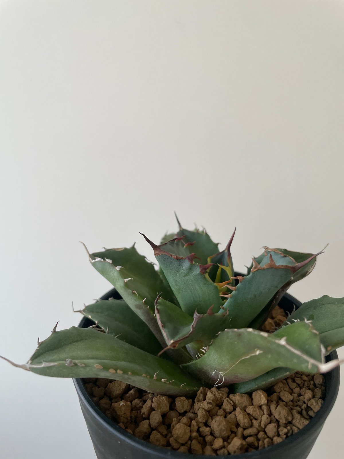 新着】Agave titanota fo076 CANCER【新潟産アガベ の最高峰】N P