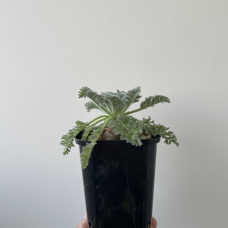 【新着】Pelargonium appendiculatum 3【コスパ良し・冬型の塊根植物】ペラルゴニウム アッペンディクラツム