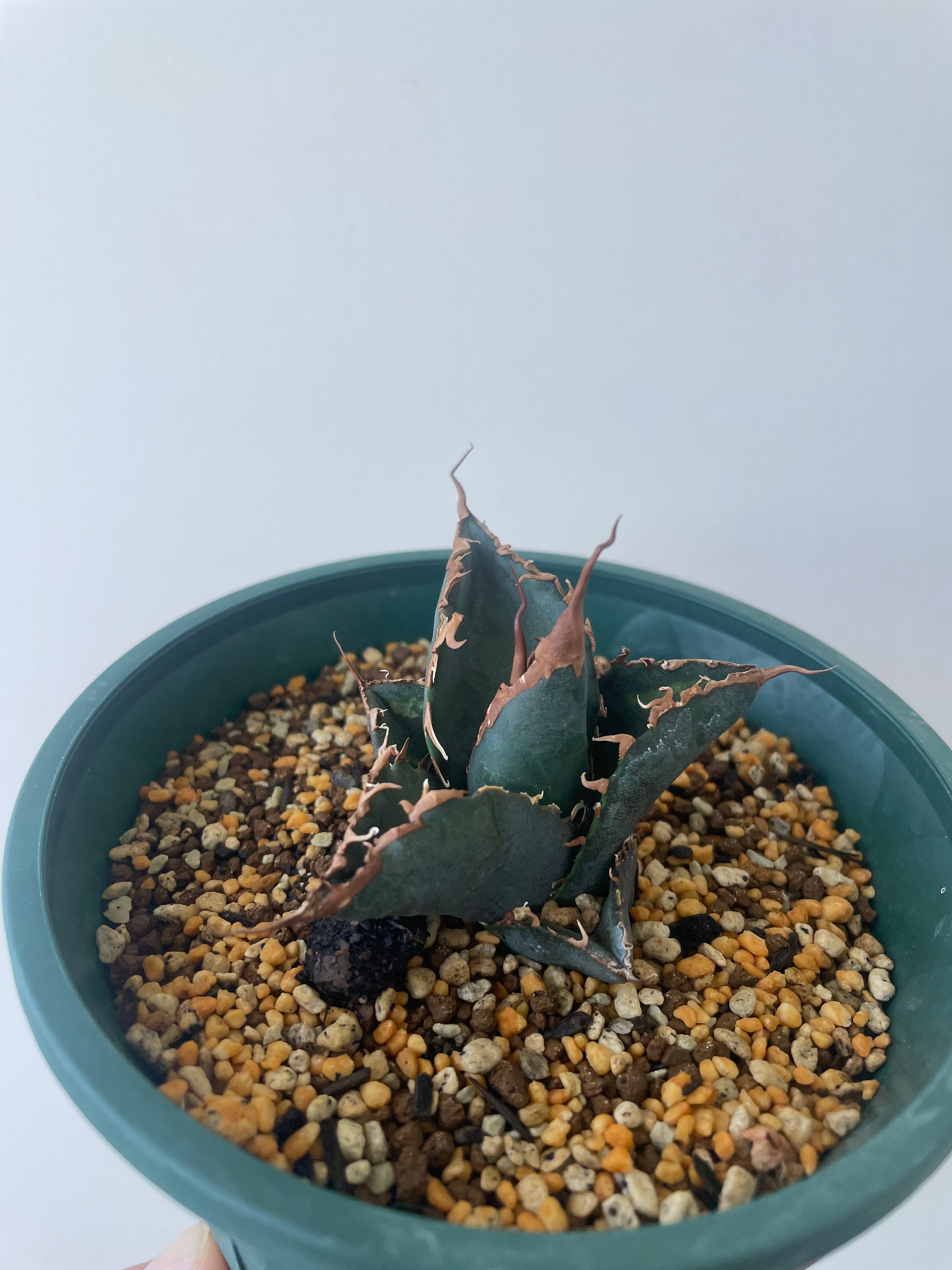 新着】agave 