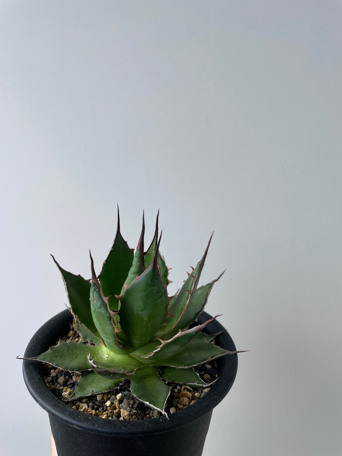 新着・長野県産】Agave Horrida 【間違えなく美しい優良株】 アガベ