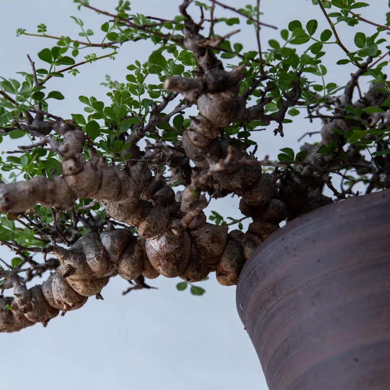 特大】Commiphora Eyl【最高の灌木コーデックス】コミフォラ