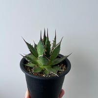 新着】Agave titanota Hades 1【台湾・TONYトニー】アガべ チタノタ