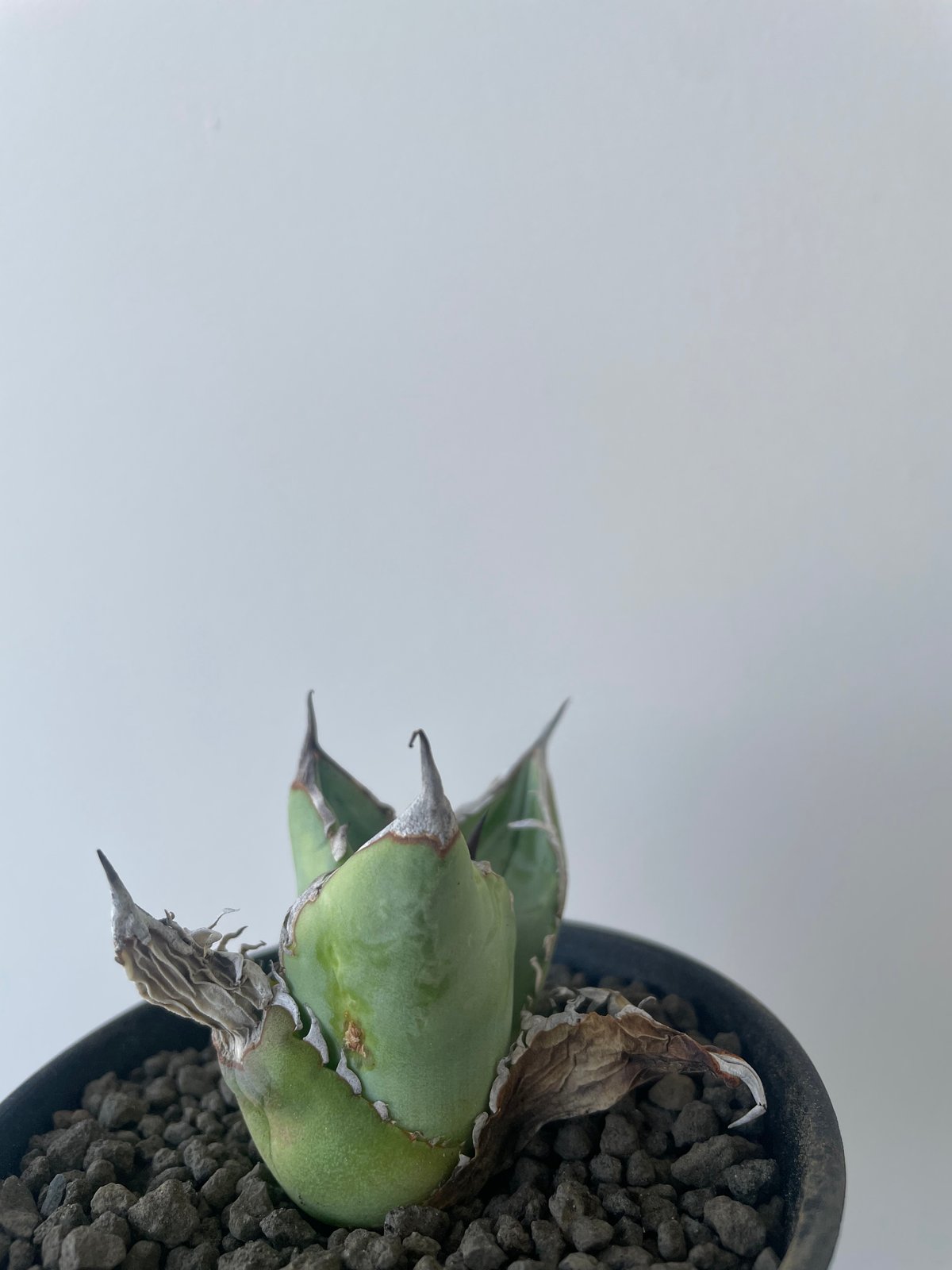 新着】Agave titanota【イカつすぎる選抜実生・タグ落ち株】 アガベ