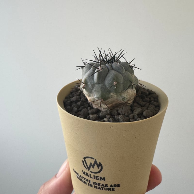 新着】Copiapoa cinerea × VALIEM GHOST【俺の黒王丸】コピアポア