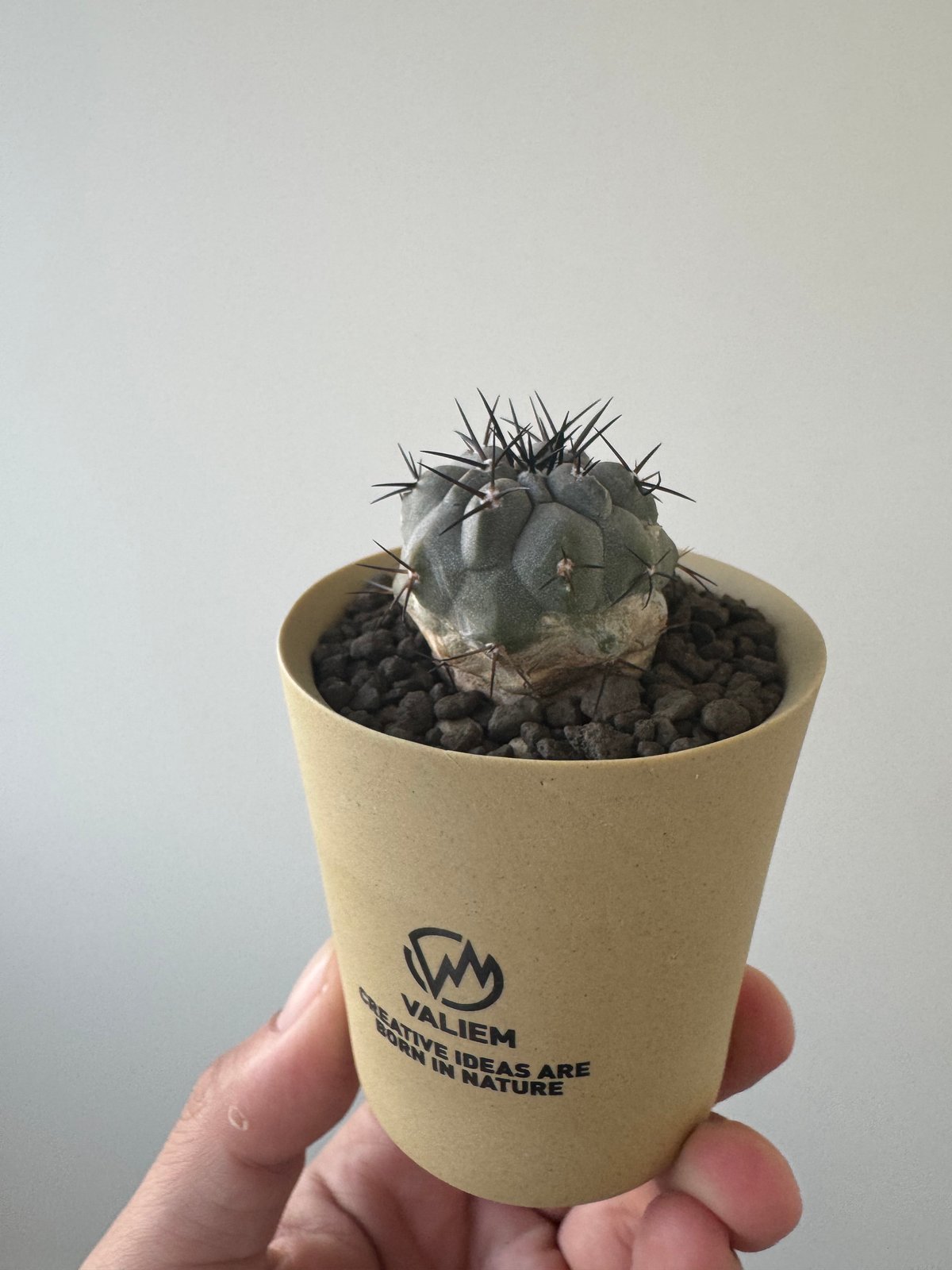 新着】Copiapoa cinerea × VALIEM GHOST【俺の黒王丸】コピアポア
