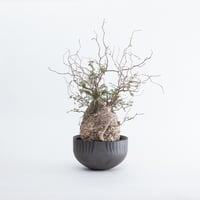 特大】Commiphora Eyl【最高の灌木コーデックス】コミフォラ エイル