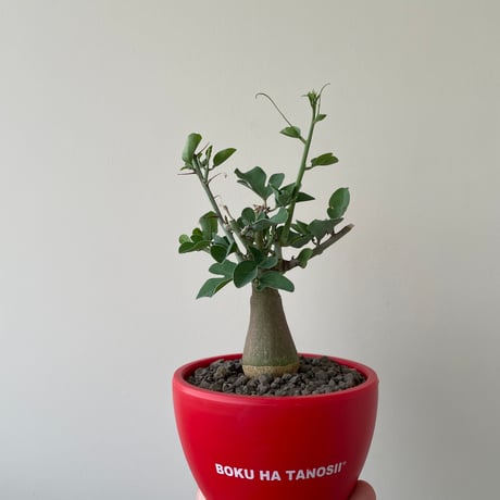 スピノーサ | STORES