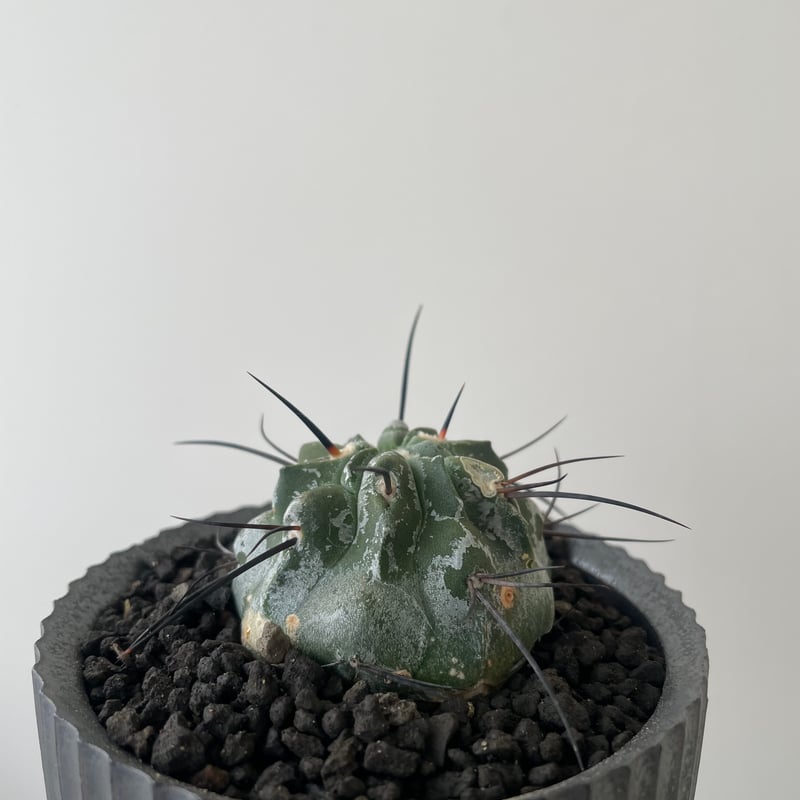 【自根】コピアポア デュラ/銅鑼丸VALIEM バリエム Sサイズ デビル鉢付き Copiapoa dura コピアポア デュラ 銅鑼丸 サボテン | plants MARU