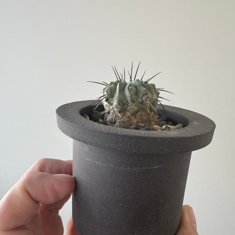 新着】Copiapoa dealbata × VALIEM GHOST【俺の黒士冠】コピアポ