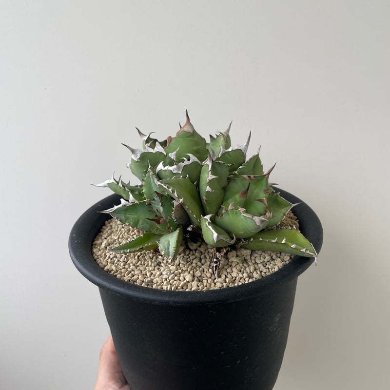 新着】Agave titanota triple head【極上品の大株】 アガベ チタノタ