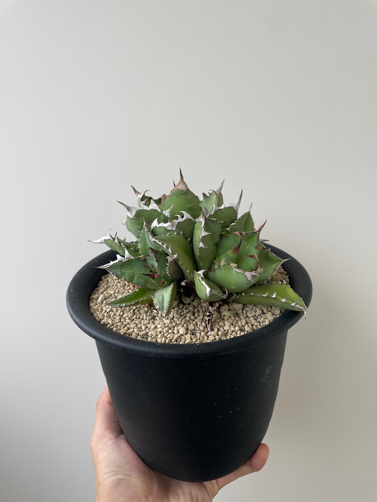 新着】Agave titanota triple head【極上品の大株】 アガベ
