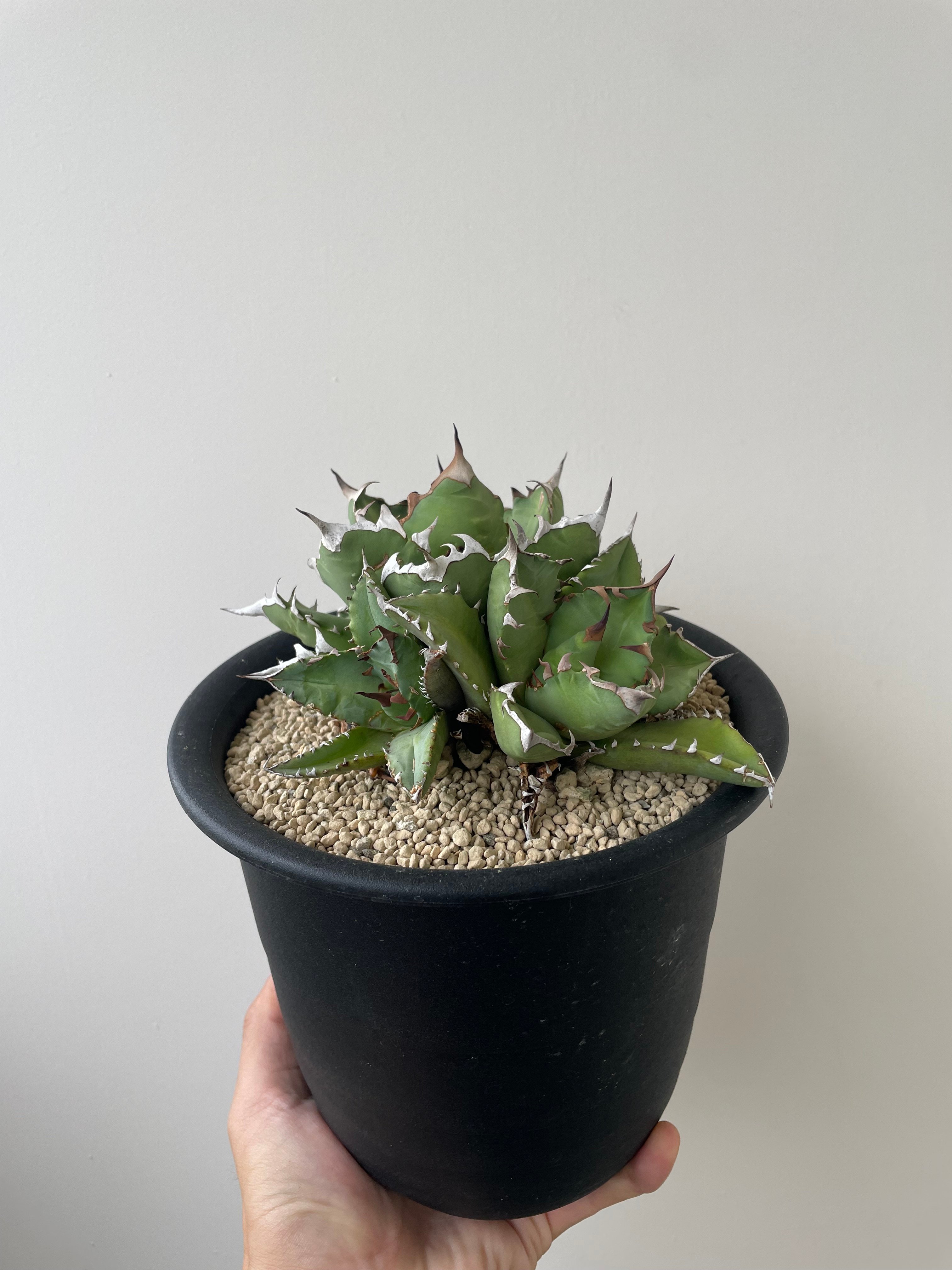 新着】Agave titanota triple head【極上品の大株】 アガベ チタノタ