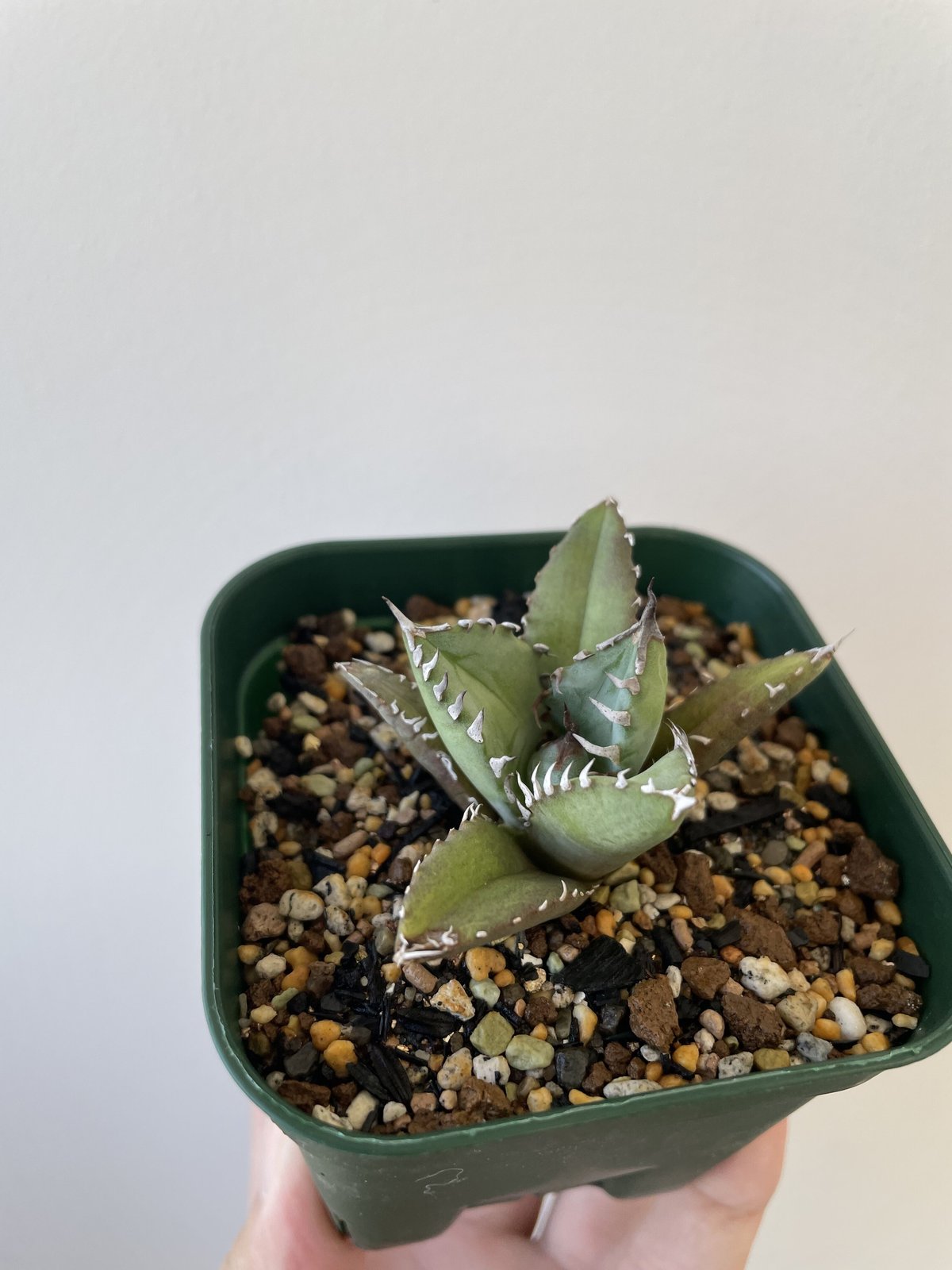 親株☆アガベ スーパーチタノタ cactus green 子株付き 新着 親株☆アガベ スーパーチタノタ cactus green 子株付き 新着