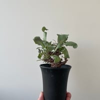 青坊主3周年記念グラ専鉢【VALIEM別注】 | 青坊主-aobouzu- | 塊根植物